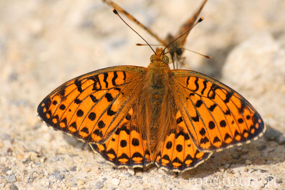 Dostojka aglaja (Argynnis aglaja) 01.jpg