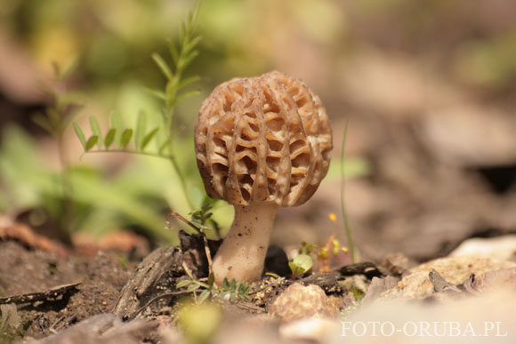 Smardz stozkowy (Morchella conica) 05.jpg