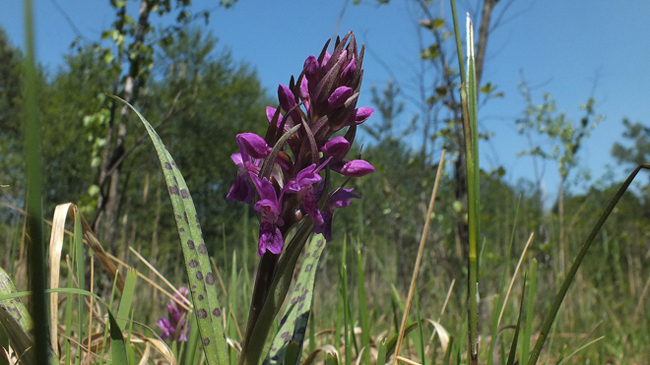 Stoplamek szerokolistny (Dactylorhiza majalis).JPG