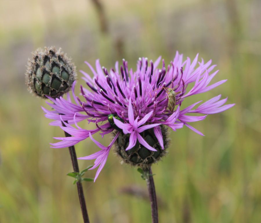 Chaber łąkowy (Centaurea jacea).jpg