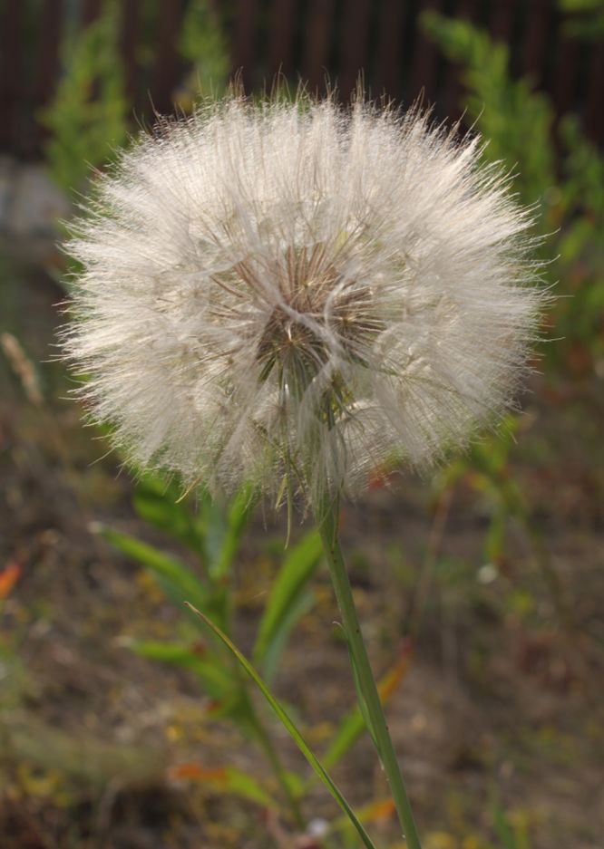 Przekwitły kozibród wschodni (Tragopogon orientalis).jpg