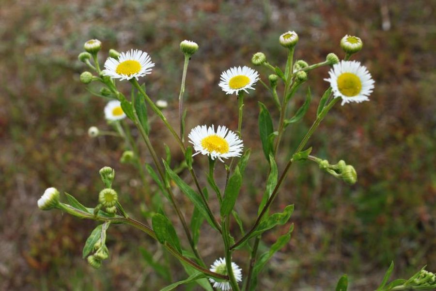 Przymiotno białe (Erigeron annua).jpg