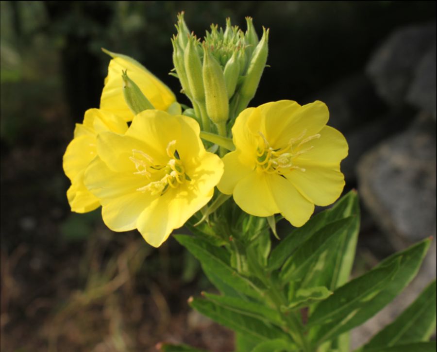 Wiesiołek dwuletni (Oenothera biennis).jpg