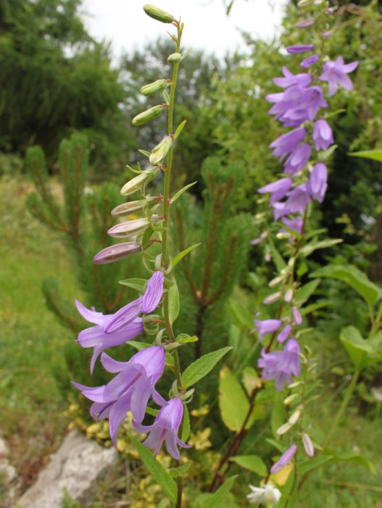 Dzwonek jednostronny (Campanula rapunculoides).jpg