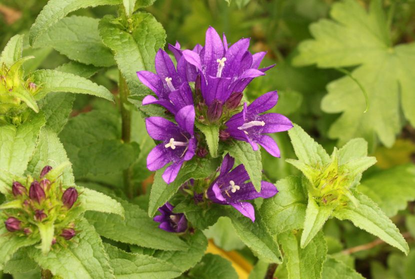 Dzwonek skupiony (Campanula glomerata).jpg