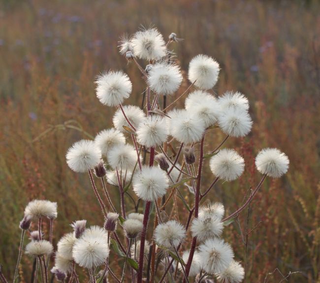 Przymiotno ostre (Erigeron acre) - tak będzie wyglądać po przekwitnięciu.jpg