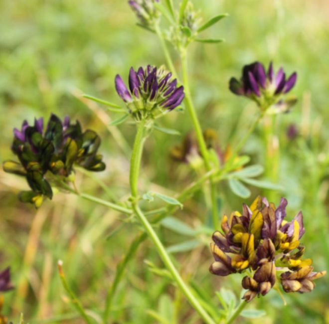 Traganek duński (Astragalus danicus) 11.jpg