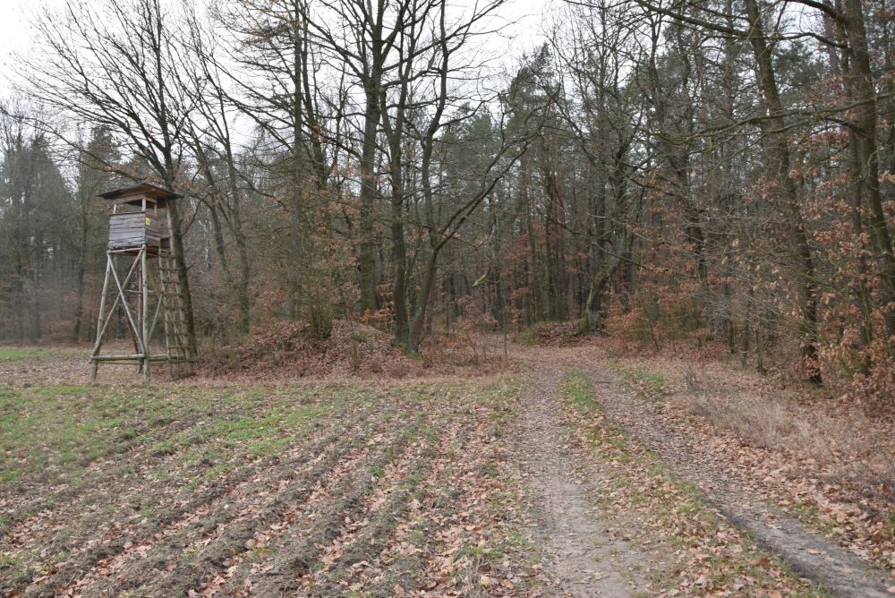 Ogólny widok od strony drogi z Trzcińca.jpg