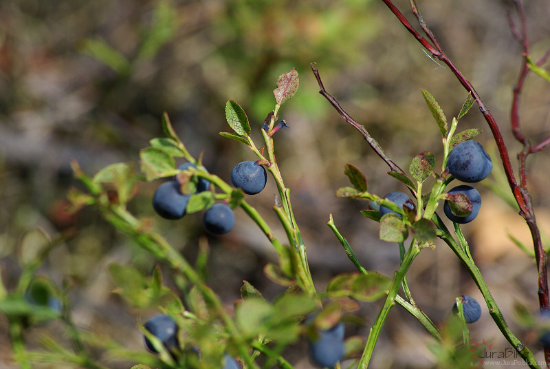 sierpien_120808_2.jpg